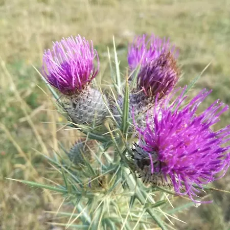 Apartamento Con Vista Morano Calabro