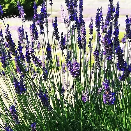 Appartement Con Vista