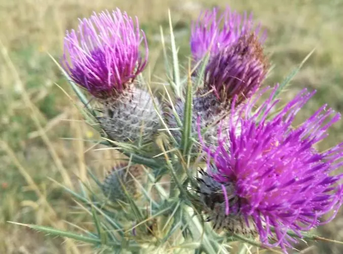 Lägenhet Con Vista Morano Calabro